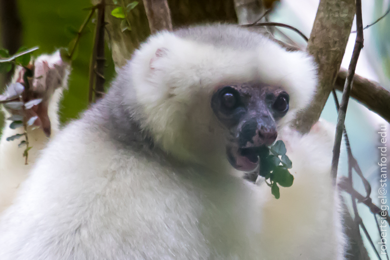 silky sifaka